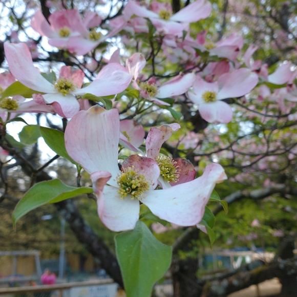 Meet your Posher, Annika - Picture 1 of 1